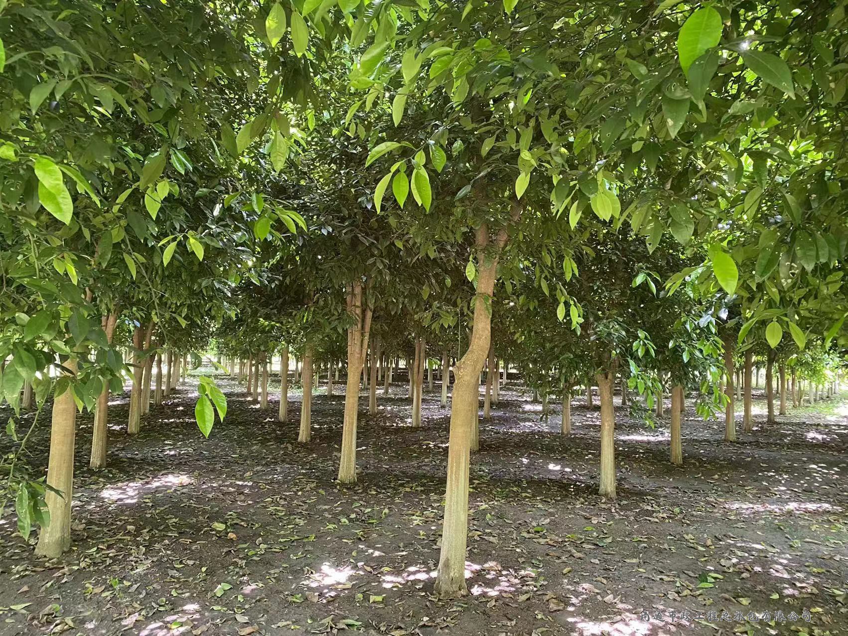 香櫞樹（直徑約8至12厘米，約3000棵）